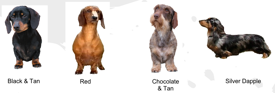 different types of dachshund breeds