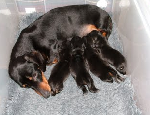 black and tan smooth dachshund puppies for sale