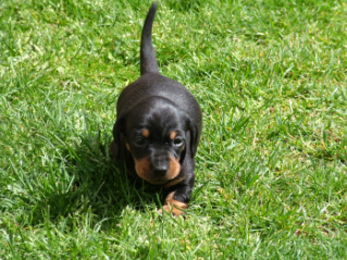 kennel club miniature dachshund puppies for sale